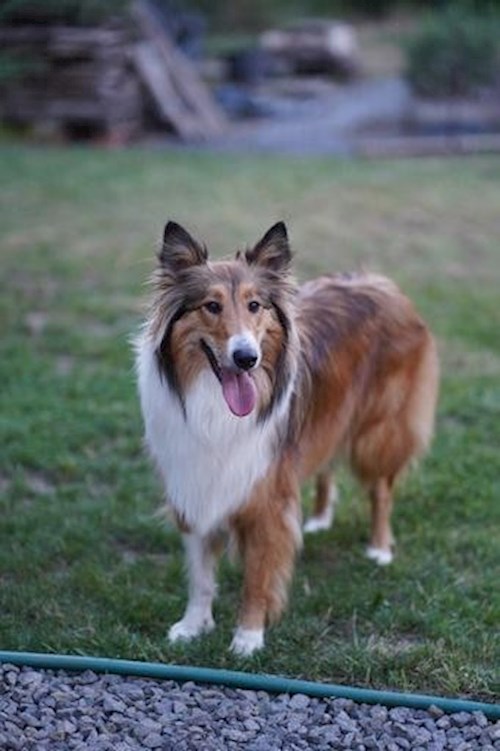 Toacsen- petsitter Voluntari sau Bonă pentru animale pentru 