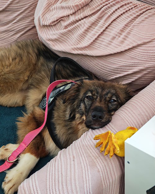 Ioana- petsitter București sau Bonă pentru animale pentru 