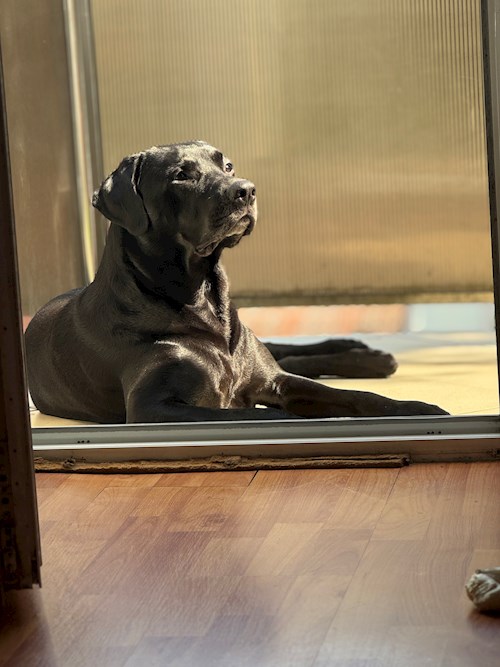 Rus- petsitter Timișoara vagy Állat szitter a 