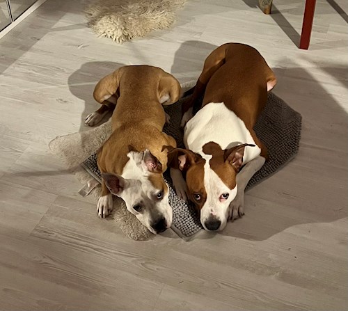 Maria- petsitter Otopeni sau Bonă pentru animale pentru Câini 