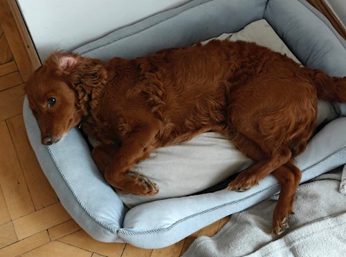 Lavinia- petsitter București sau Bonă pentru animale pentru 