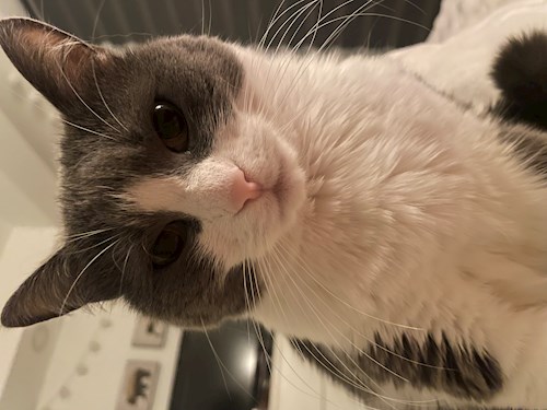 Iulia- petsitter Ștefăneștii de Jos sau Bonă pentru animale pentru 