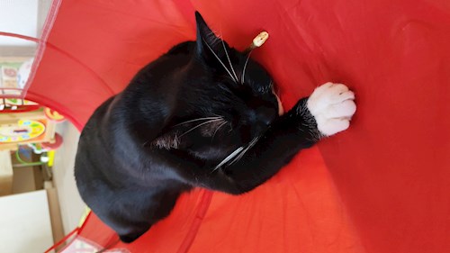 Iulia- petsitter București sau Bonă pentru animale pentru 