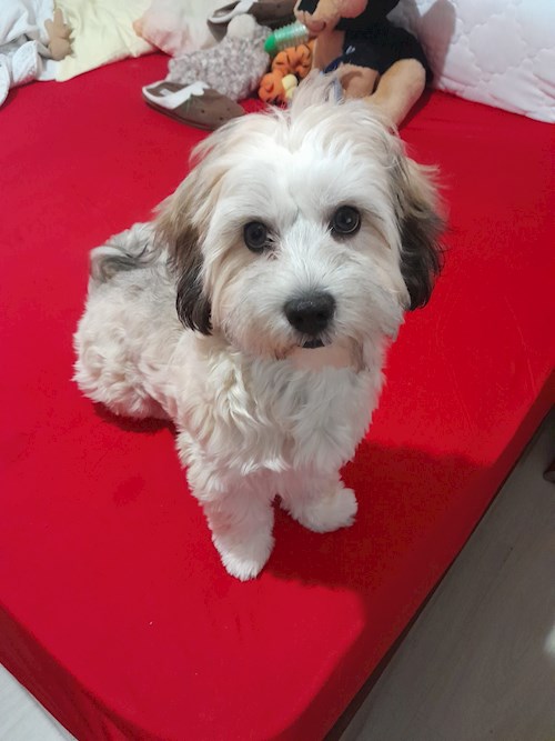 Ivan- petsitter București vagy Állat szitter a 