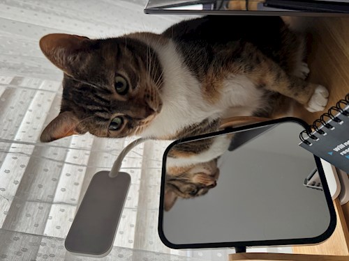 Razvan- petsitter Baciu vagy Állat szitter a 