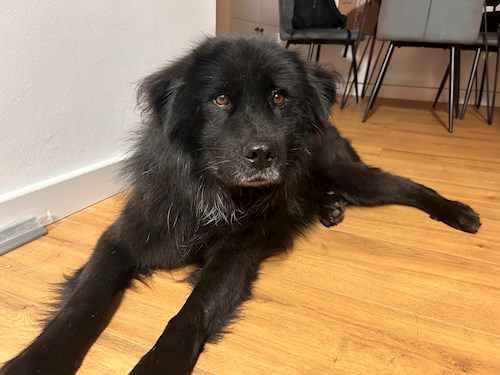 Laura- petsitter Cluj-Napoca vagy Állat szitter a 