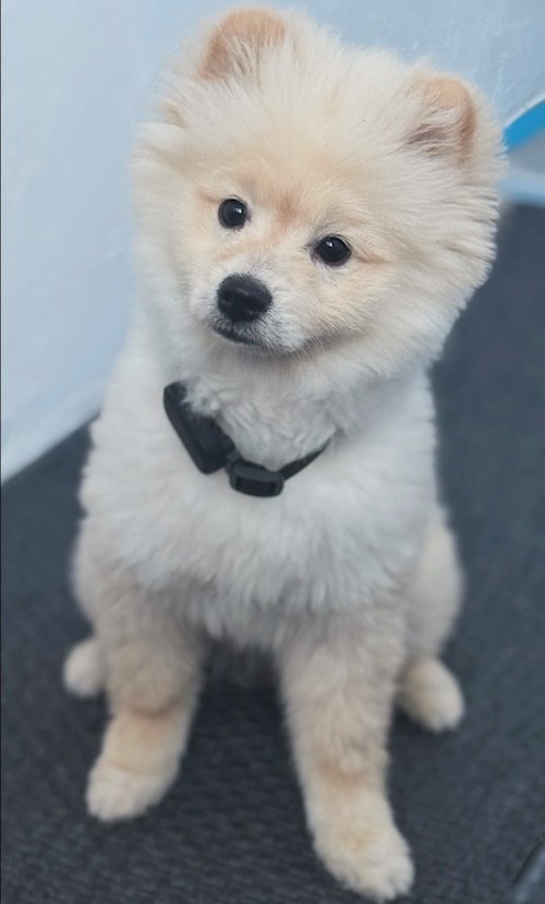 Vanda- petsitter Otopeni vagy Állat szitter a 