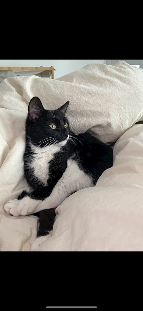 Radu- petsitter Timișoara vagy Állat szitter a 