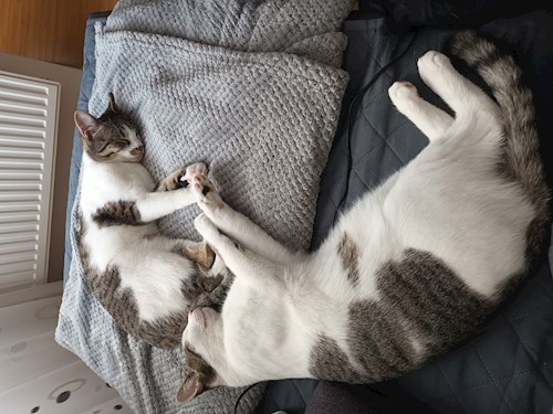 Agata- petsitter Florești vagy Állat szitter a Cicák 