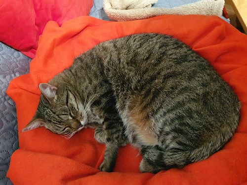 Aurel- petsitter Turda Cluj vagy Állat szitter a 