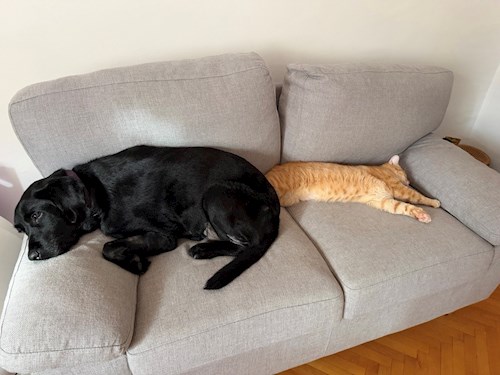 Zisu- petsitter București vagy Állat szitter a 