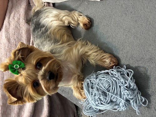 Alexandra- petsitter Cluj-Napoca vagy Állat szitter a 