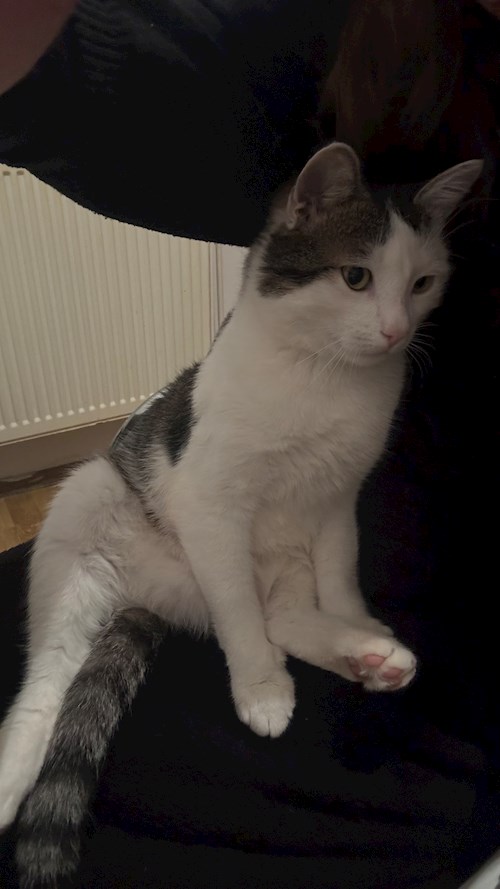 Moroșan- petsitter Cluj-Napoca sau Bonă pentru animale pentru 