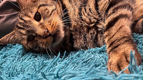 Eda- petsitter București sau Bonă pentru animale pentru 