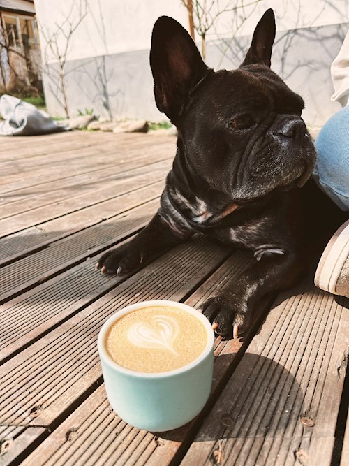 karin- petsitter Cluj-Napoca sau Bonă pentru animale pentru 