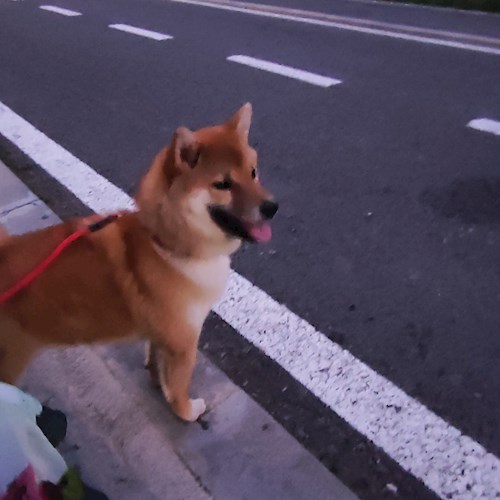 Mirela- petsitter Chiajna sau Bonă pentru animale pentru 