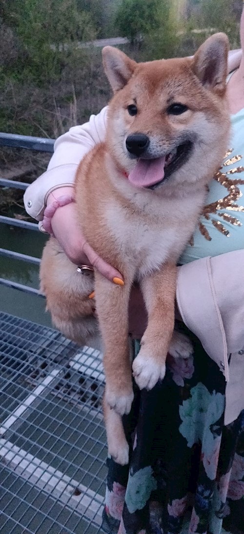 Mirela- petsitter Chiajna sau Bonă pentru animale pentru 
