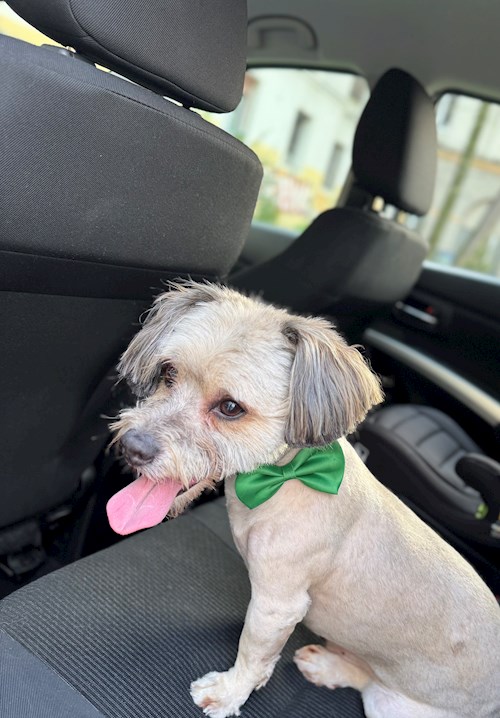 Alina- petsitter București sau Bonă pentru animale pentru 