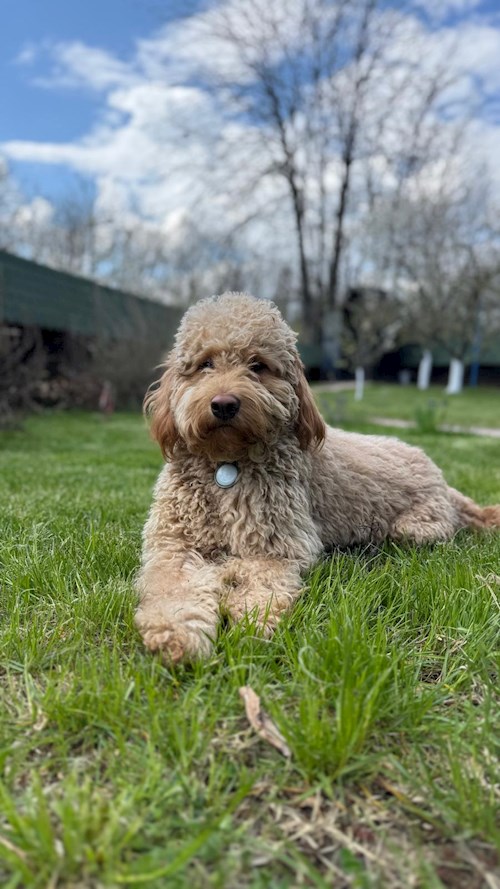 Lucia- petsitter București or Pet nanny for 