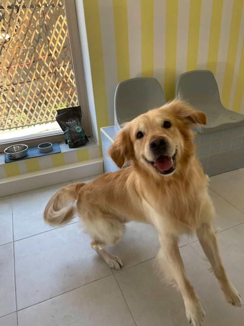 Robert- petsitter Cluj-Napoca or Pet nanny for 