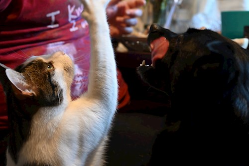 Alina- petsitter Cluj-Napoca or Pet nanny for 