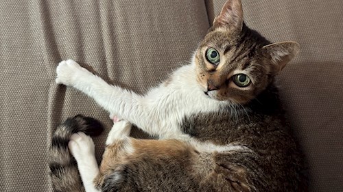 Ioana- petsitter București or Pet nanny for 