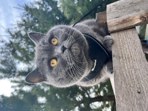 Dana- petsitter Cluj-Napoca or Pet nanny for 