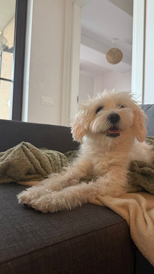 Pektaş- petsitter București or Pet nanny for 