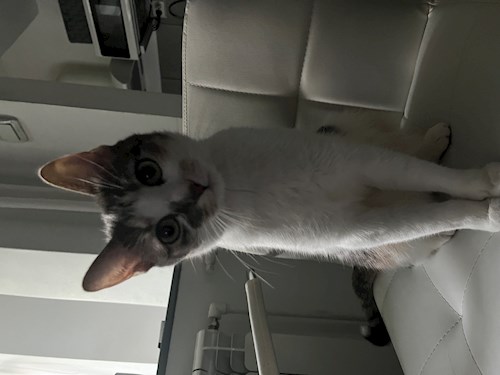 Anton- petsitter Iași sau Bonă pentru animale pentru 
