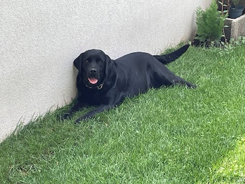 andra- petsitter Voluntari or Pet nanny for 