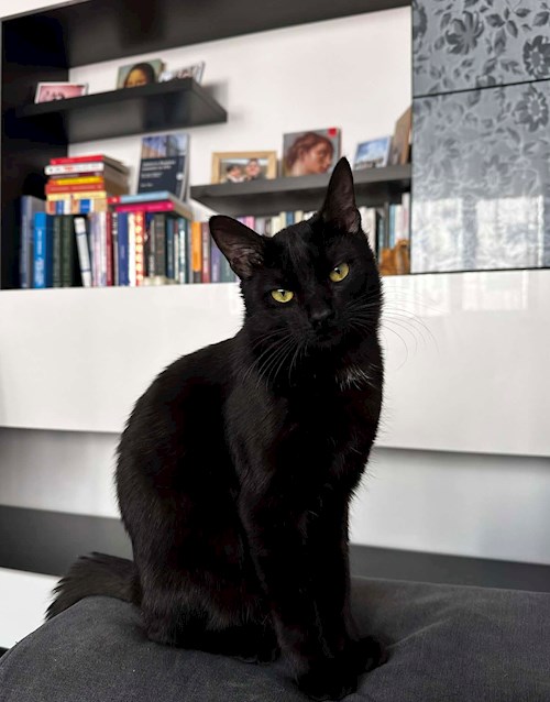 Loredana-Corina- petsitter Popești-Leordeni or Pet nanny for 