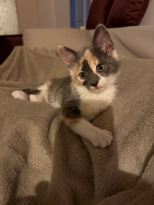 Dumitrescu- petsitter București or Pet nanny for 