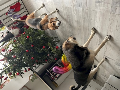 Calin- petsitter București or Pet nanny for Dogs 