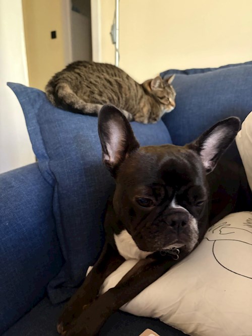 olga- petsitter Berceni or Pet nanny for 