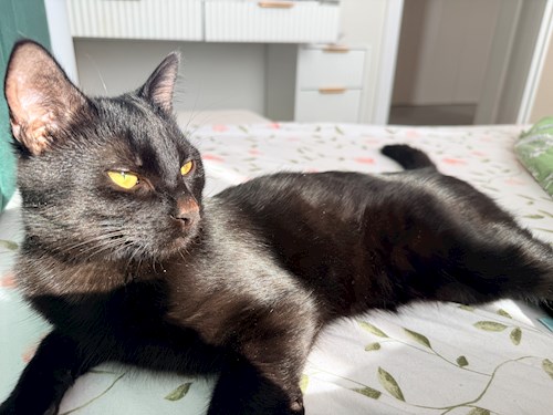 Anca- petsitter Cluj-Napoca vagy Állat szitter a 