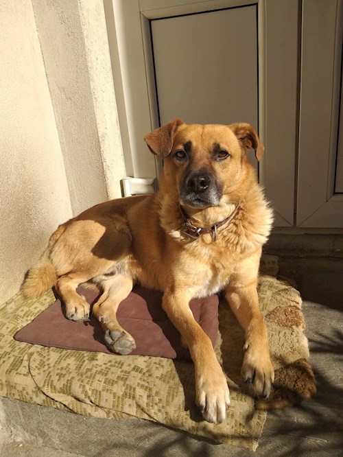 Mihaela- petsitter Brașov or Pet nanny for 