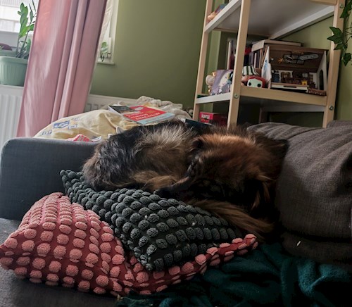 Ioana- petsitter Roșu or Pet nanny for 