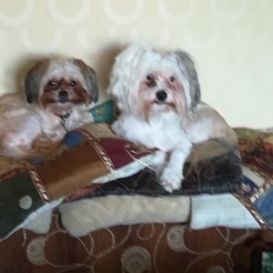 Boarding dogs in Iași pet sitting request