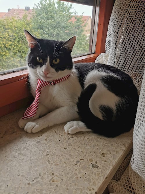 Rebecca- petsitter București or Pet nanny for 