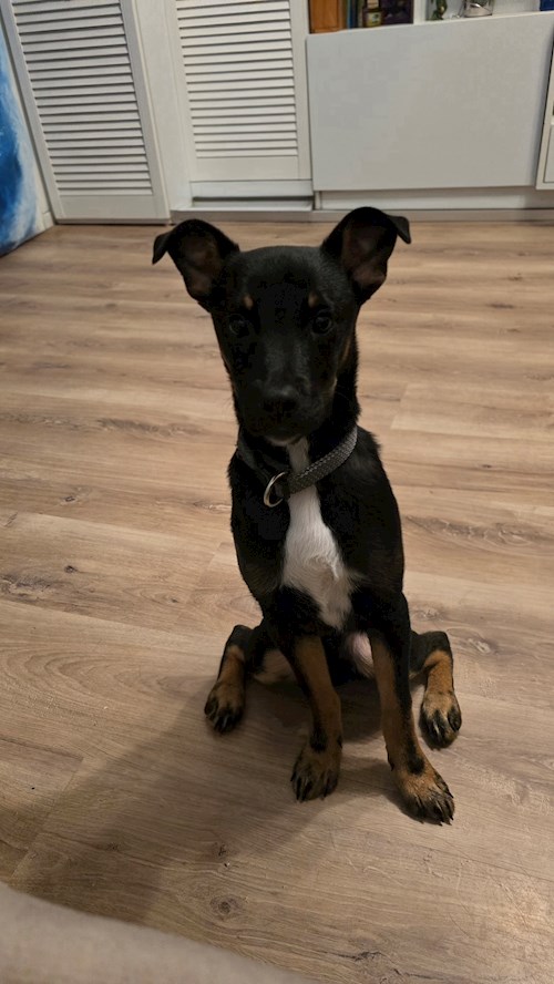 Paul- petsitter Cluj-Napoca or Pet nanny for 