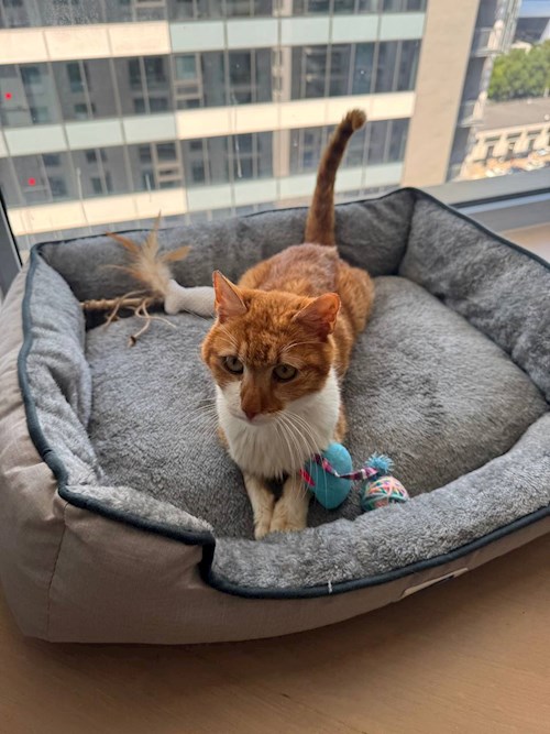Viktoriia- petsitter București or Pet nanny for 