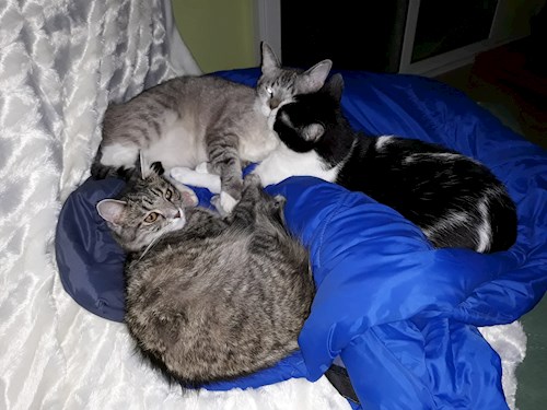 Teodora- petsitter Cluj-Napoca or Pet nanny for 