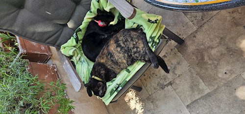Alexandra- petsitter București or Pet nanny for Cats 