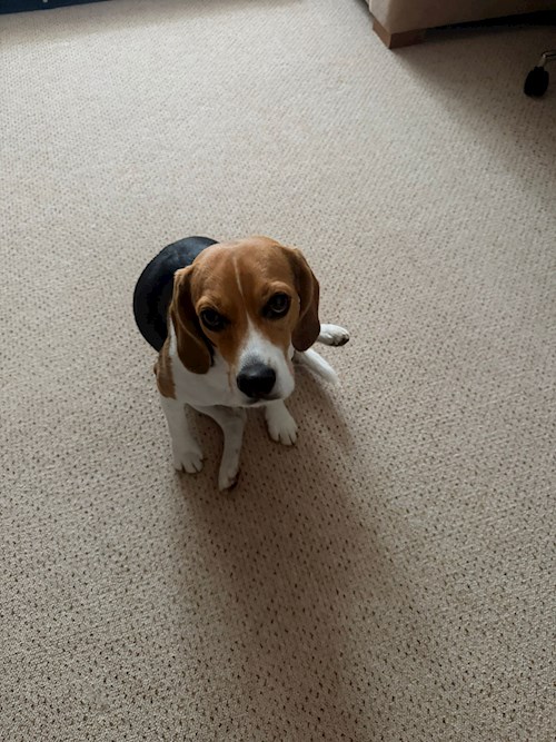 Georgiana- petsitter București or Pet nanny for 