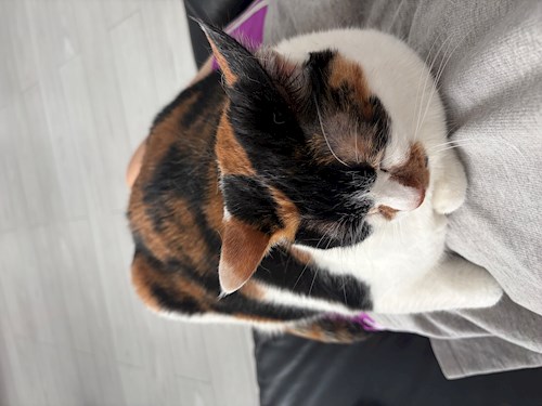 Eunbee- petsitter București or Pet nanny for 