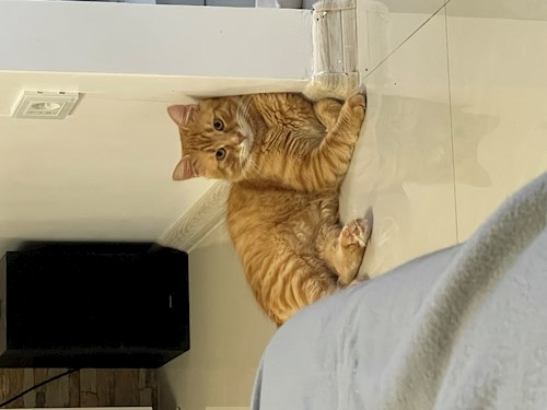 Neculae- petsitter Constanța or Pet nanny for 