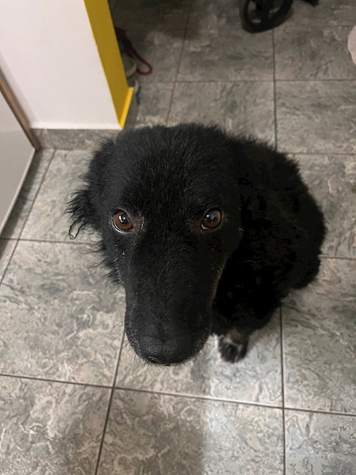 Dumi- petsitter Cluj-Napoca or Pet nanny for 
