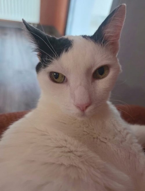 Raluca- petsitter București or Pet nanny for 