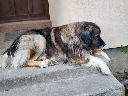 ANNAMARIA- petsitter Târgu Mureş or Pet nanny for 