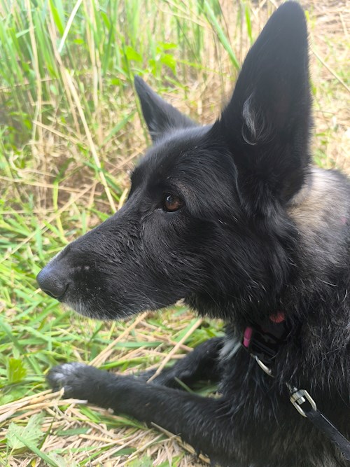 Reka- petsitter Florești or Pet nanny for 